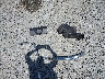 5FNYF4H70DB****** Wrecked 2013 Honda Pilot in Washington State