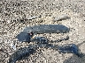 1C4PJMCB5LD****** Wrecked 2020 Jeep Cherokee in Ohio State