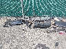 SALWR2RV8KA****** Wrecked 2019 Land Rover Range Rover Sport in Virginia State
