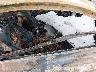 1FA6P8CF4L5****** Used and Repairable 2020 Ford Mustang in Arkansas State