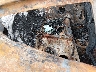 1FA6P8CF4L5****** Wrecked 2020 Ford Mustang in Fayetteville