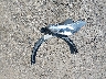 3N1CP5CV4LL****** Wrecked 2020 Nissan Kicks in Arkansas State