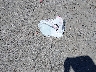 1FTER4LRXSL****** Wrecked 2025 Ford Ranger in New Mexico State