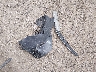 5FNYF6H54GB****** Wrecked 2016 Honda Pilot in Indiana State