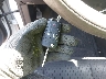 2GNFLEEKXF6****** Salvage 2015 Chevrolet Equinox in Massachusetts State