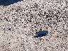 KNMAT2MT9HP****** Destrozados 2017 Nissan Rogue en Estado de Maryland