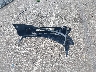1FTYR10D19P****** Destrozados 2009 Ford Ranger en Estado de Indiana