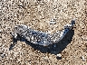 WBS4Z9C04L5****** Wrecked 2020 BMW M4 in New York State