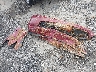 1HGFA16826L****** Destrozados 2006 Honda Civic en Estado de Oklahoma