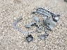 KM8JFCD15RU****** Wrecked 2024 Hyundai Tucson in Texas State