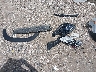 KL79MMSP3SB****** Wrecked 2025 Chevrolet Trailblazer in Texas State