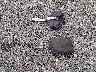1HD1KEL13EB****** Wrecked 2014 Harley-Davidson Electra Glide Ultra Limited in Louisiana State