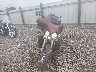 1HD1KEL13EB****** Used and Repairable 2014 Harley-Davidson Electra Glide Ultra Limited in Louisiana State