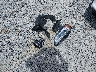 WAUKGAFLXEA****** Wrecked 2014 Audi S4 in Mississippi State