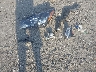 1FMCU0H69NU****** Wrecked 2022 Ford Escape in Arkansas State