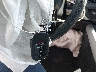 1HGCY1F22SA****** Reparables 2025 Honda Accord en Fort Worth North
