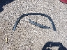 1GNERKKW3KJ****** Wrecked 2019 Chevrolet Traverse in Iowa State