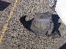 3N1AB7AP4KY****** Salvage 2019 Nissan Sentra in Colorado State