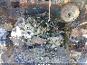 W1W4NBVY1PP****** Repairable 2023 Mercedes-Benz Sprinter 2500 in Asheville
