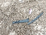 WBA1K9C58GV****** Wrecked 2016 BMW 228i in Texas State