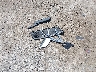 5J8TB4H33EL****** Wrecked 2014 Acura RDX in Massachusetts State