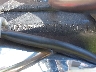 JKAVN2C138A****** Repairable 2008 Kawasaki Vulcan 900 in Rec Rides Online Exclusive