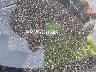 3N1AB8DV8SY****** Used 2025 Nissan Sentra in Elkton