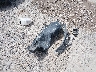 JF2SJAWCXFH****** Wrecked 2015 Subaru Forester in Montana State