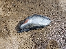 1GNKRFKD7HJ****** Wrecked 2017 Chevrolet Traverse in Oklahoma State