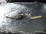 1C4PJLCS3EW****** Salvage 2014 Jeep Cherokee in Hawaii State