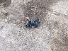 1C4RJFAGXLC****** Wrecked 2020 Jeep Grand Cherokee in Kansas State