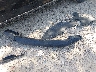 5N1AL0MN7FC****** Wrecked 2015 Infiniti QX60 in Wisconsin State