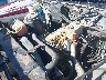 1GDJ7H1C2XJ****** Used 1999 GMC C-series in South Bend