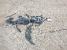 5TDYKRFH6ES****** Wrecked 2014 Toyota Highlander in Texas State