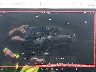 7SAYGDEF8NF****** Repairable 2022 Tesla Model Y
