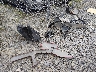 2LMDJ8JKXDB****** Destrozados 2013 Lincoln MKX en Estado de Virginia Occidental