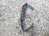 1FMCU0GNXRU****** Wrecked 2024 Ford Escape in Florida State