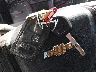 3GCPYBEK7MG****** Salvamento 2021 Chevrolet Silverado 1500 en Estado de Colorado