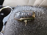 3FA6P0SU6GR****** Salvage 2016 Ford Fusion Energi in Kentucky State