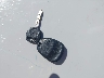 2GCEK13Z461****** Salvamento 2006 Chevrolet Silverado 1500 en Estado de Carolina del Sur