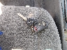 2HGES26805H****** Salvage 2005 Honda Civic in North Carolina State