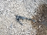 JM1GL1U59H1****** Wrecked 2017 Mazda 6 in Texas State