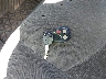 2GTEC13V871****** Salvamento 2007 GMC Sierra 1500 en Estado de Carolina del Norte