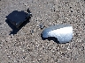 JF2SH6DC1AH****** Destrozados 2010 Subaru Forester en Estado de Massachusetts