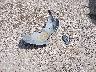 2GTEC13T151****** Wrecked 2005 GMC Sierra 1500 in Texas State