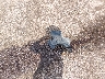 1C4NJCBA0GD****** Wrecked 2016 Jeep Compass in Nebraska State