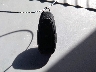 3FADP4GX5FM****** Salvage 2015 Ford Fiesta in New Mexico State
