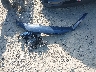 2HGFE4F83SH****** Wrecked 2025 Honda Civic Hybrid in Ohio State