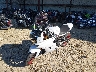 ZDMVABDSXLB****** Used and Repairable 2020 Ducati Supersport in Rec Rides Online Exclusive