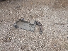 2FMPK3G93JB****** Wrecked 2018 Ford Edge in Texas State